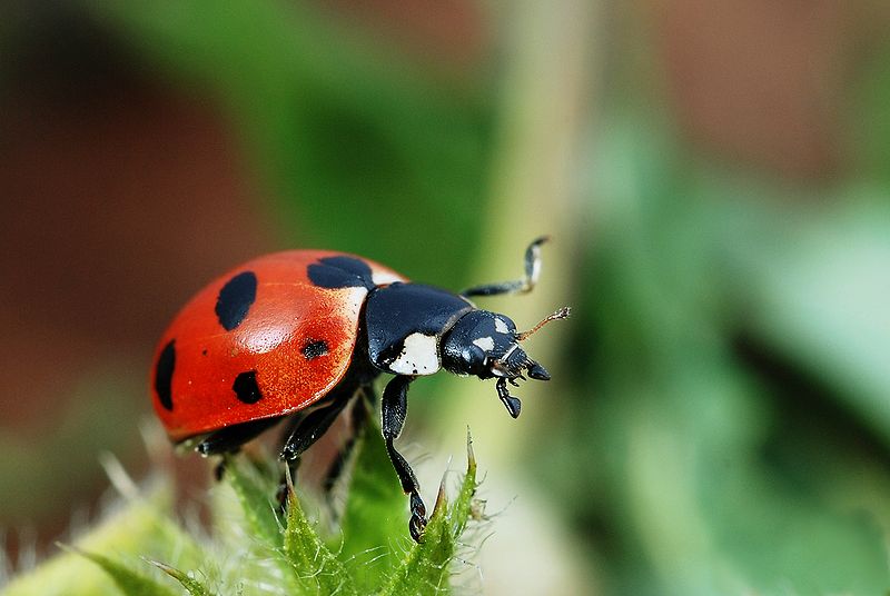 A Ladybug on a Leaf